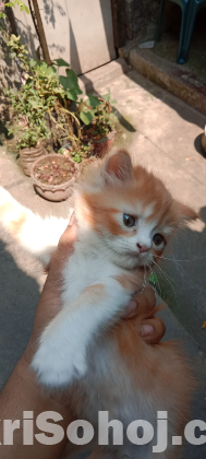 Persian cat female